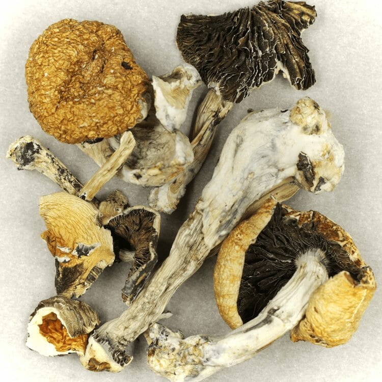 Thai Elephant | BC Weed Edible Canada Thai Elephant | BC Weed Edible Canada