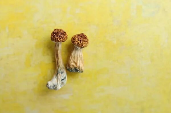 9 Essential Facts to Know Before Attempting Lemon Tek