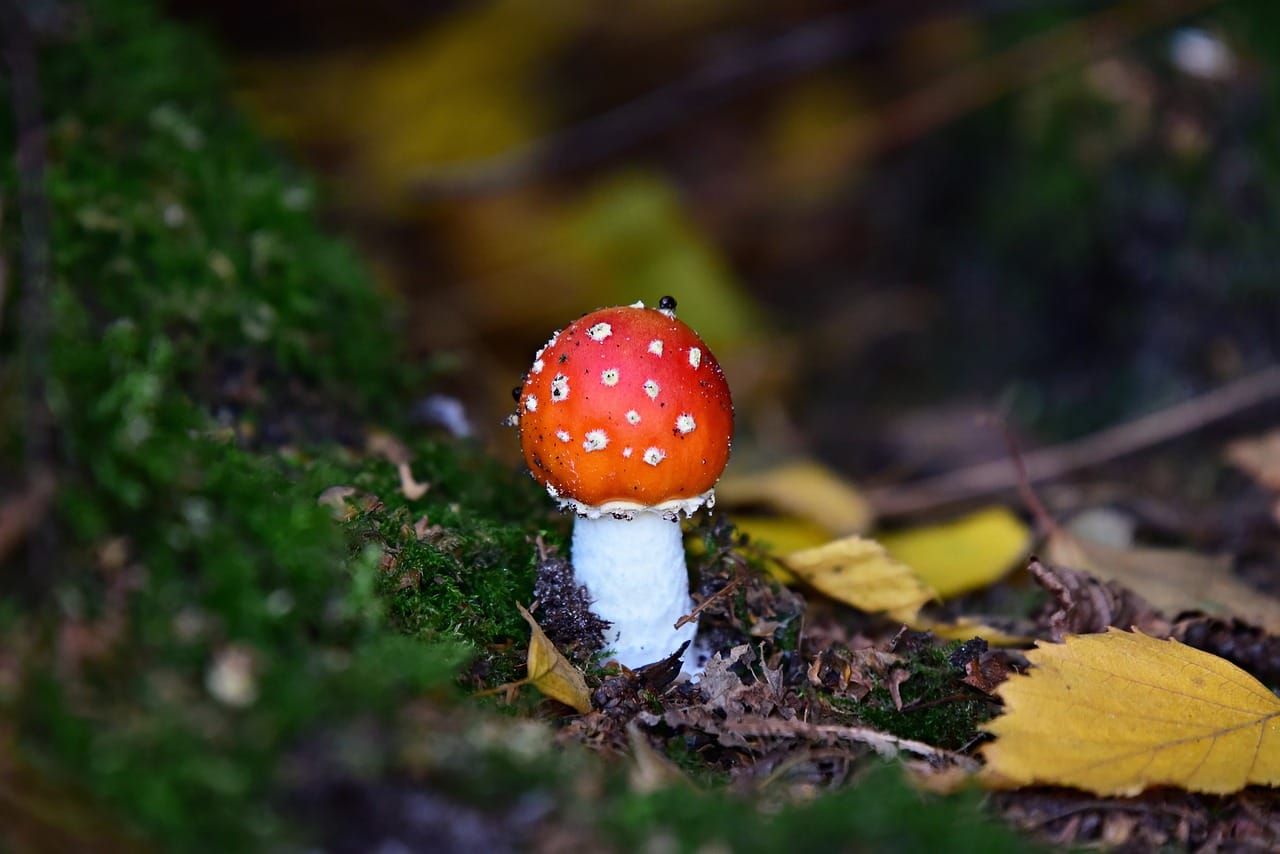 Can LSD Increase My Happiness? Expert Opinions