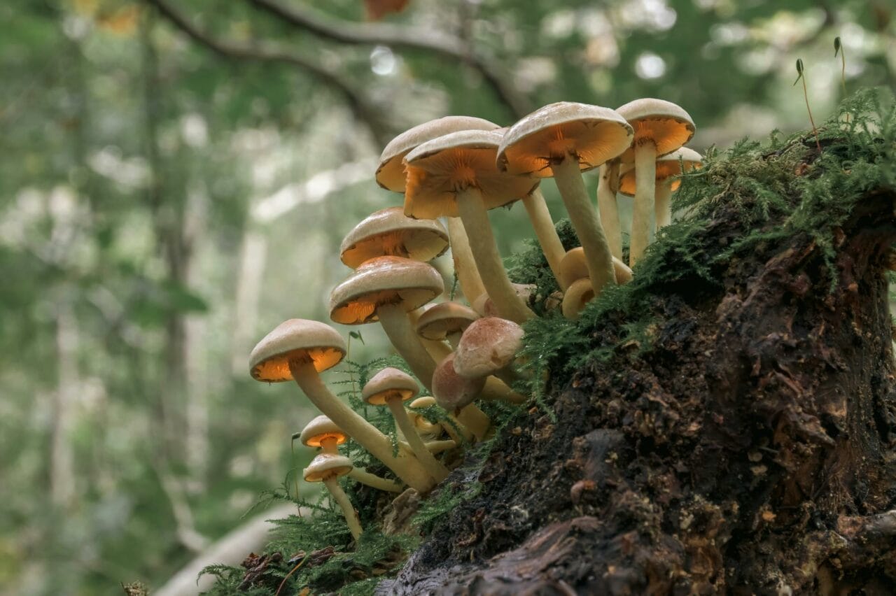 Psilocybin from Magic Mushrooms Enhances Sexual Performance and Gratification
