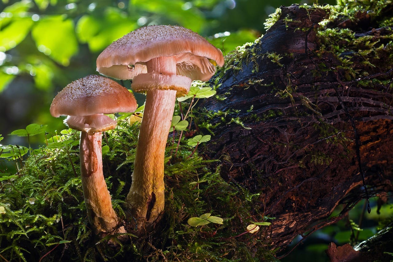 The Role of Psychedelic Magic Mushrooms – Did They Propel Our Evolution as a Species?