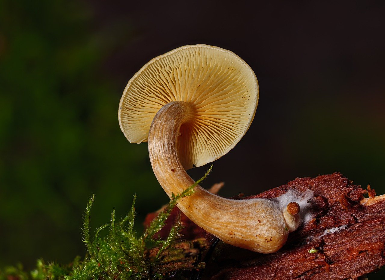 Overview of the Alacabenzi Strain – Essential Information for Users Prior to Their Initial Dose