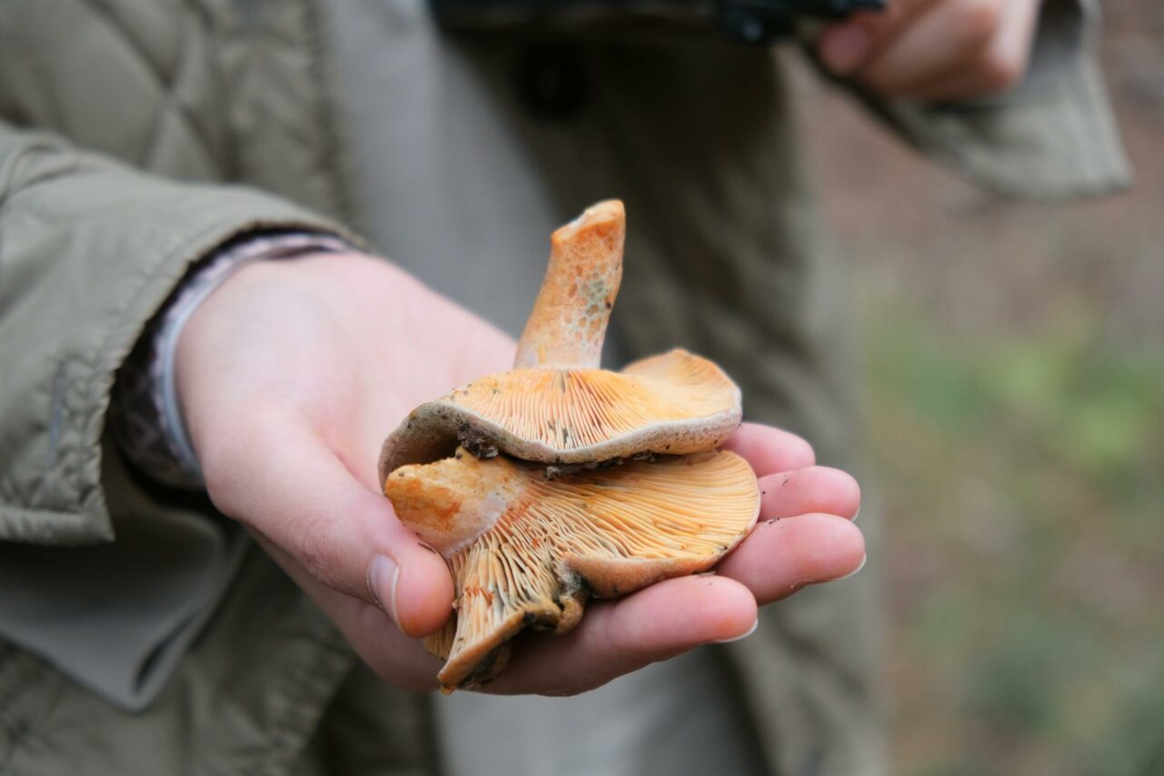 The Reason Apex Strain Mushrooms Will Always Be a Part of My Self-Care Regimen