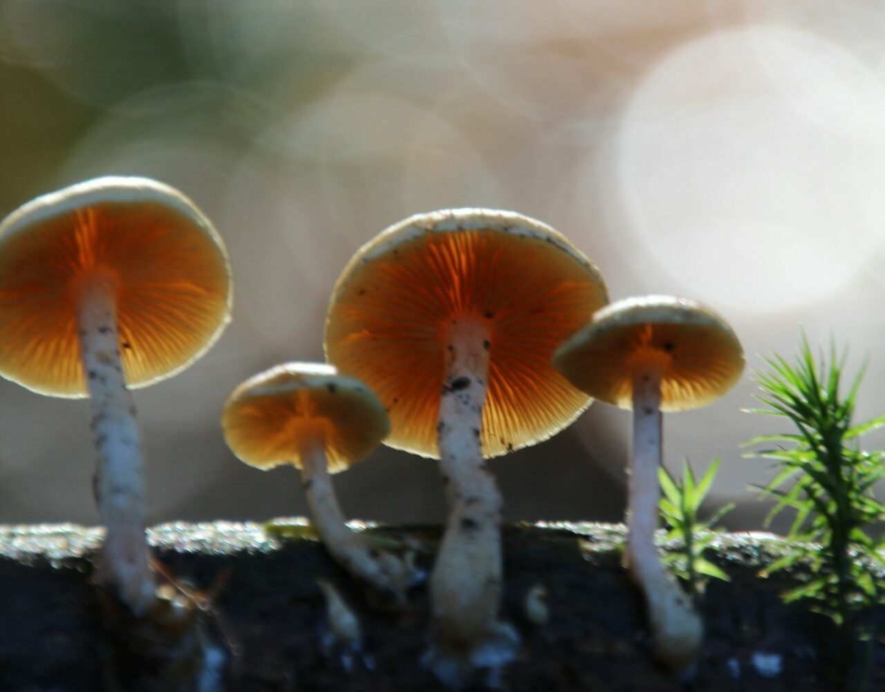 How the Delivery of Magic Mushrooms Revolutionized My Psychedelic Experience (Advantageously)