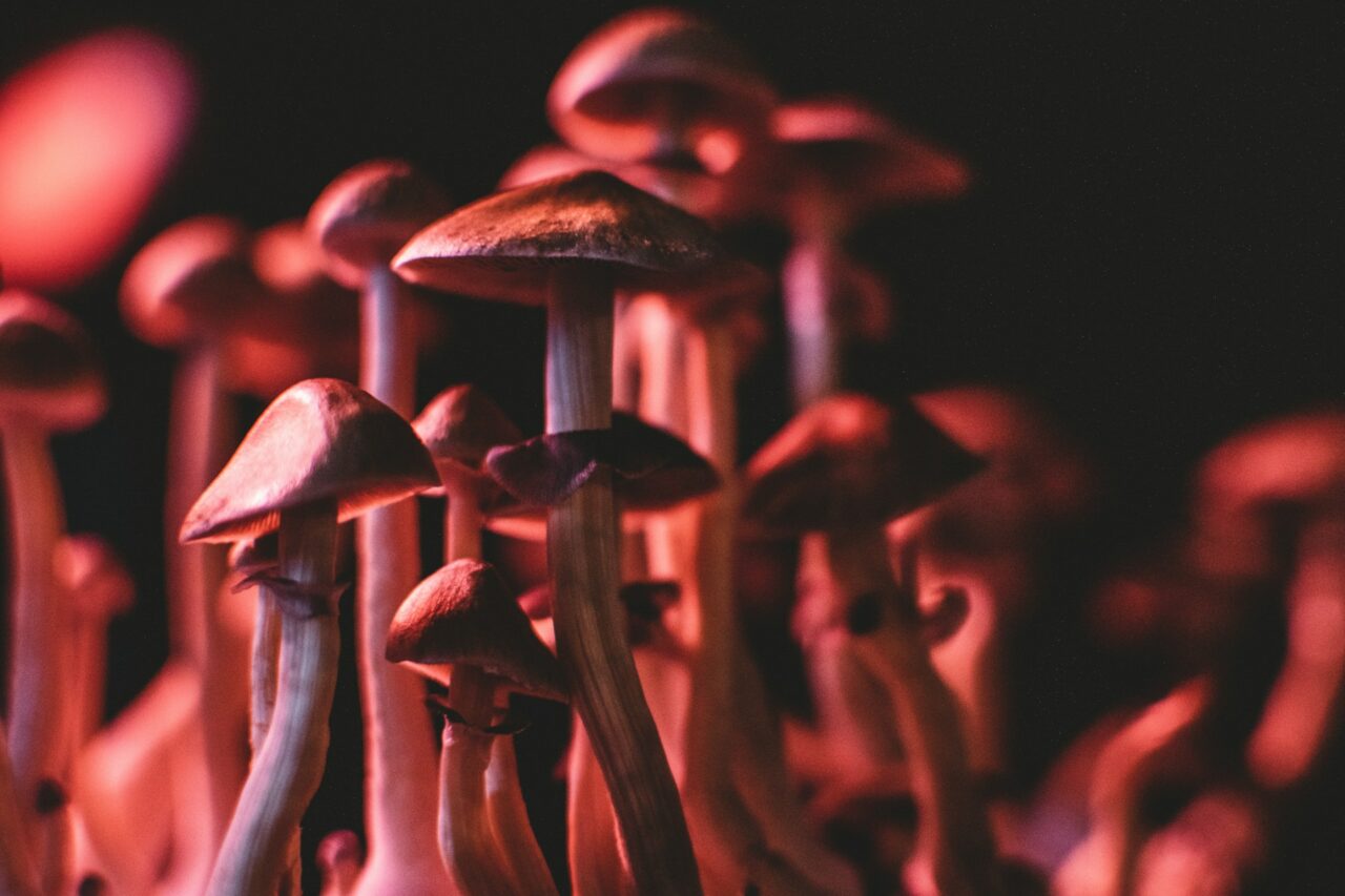 Can Psilocybin Mushrooms in Canada Rectify Serotonin Levels in Anorexia Patients? Here’s What the Studies Reveal